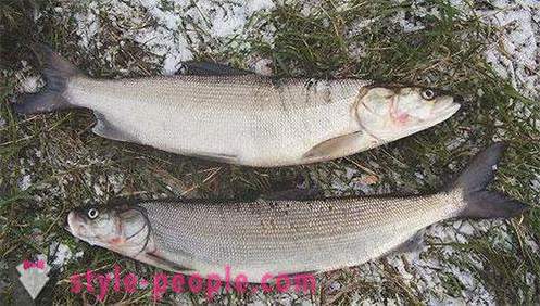 Fiske på Kvitsjøen: som fisk, fiskeplasser