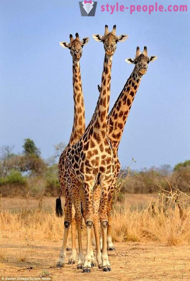 I Zambia, den trehodet giraff trykke skutt