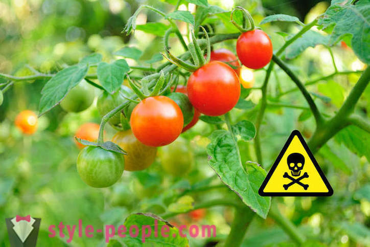 Dette er skadelig å spise tomater?