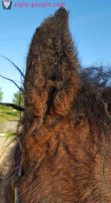 Curly Horse - et sant mirakel av naturen