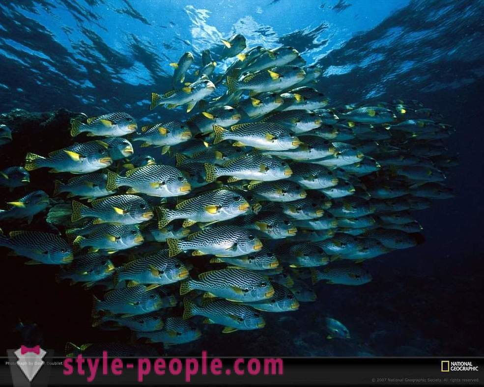 Utrolig innbyggerne i undervannsverdenen i bilder