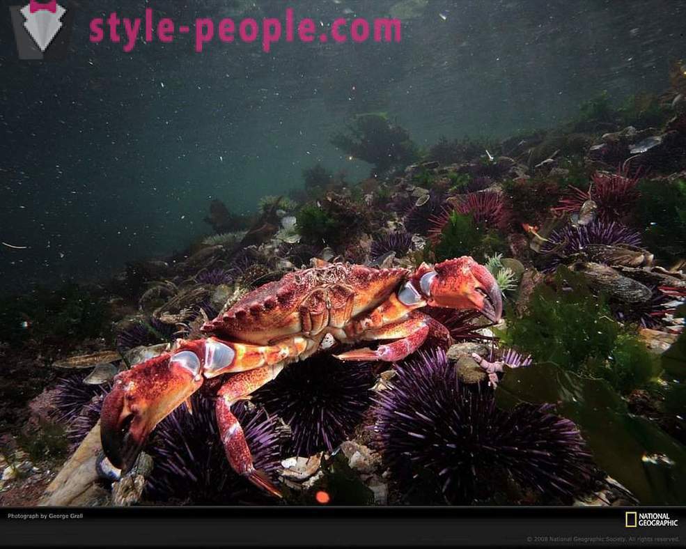 Utrolig innbyggerne i undervannsverdenen i bilder