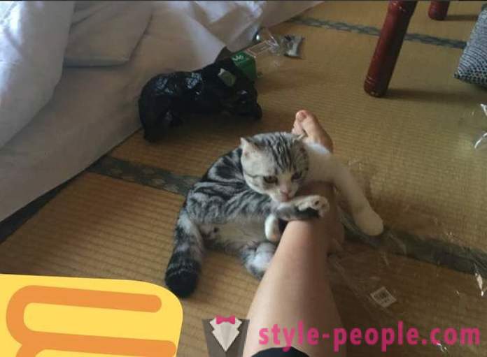 Japansk hotellet, hvor du kan ta en katt til leie