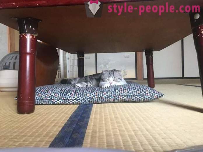 Japansk hotellet, hvor du kan ta en katt til leie