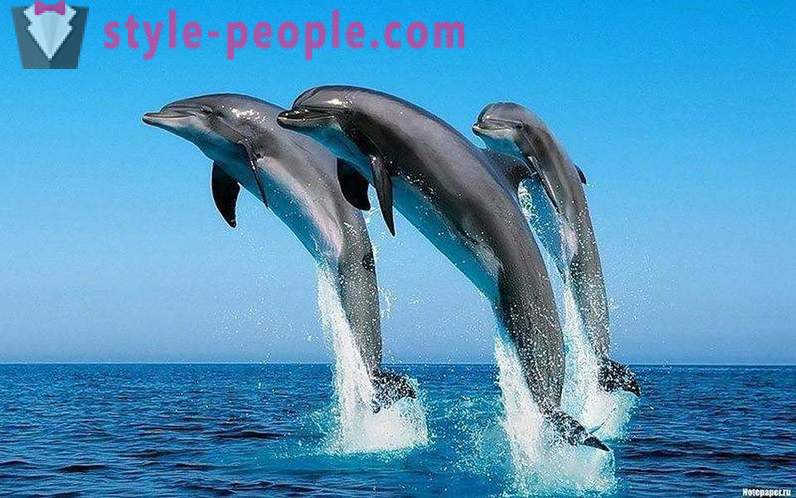 Utrolig om delfiner