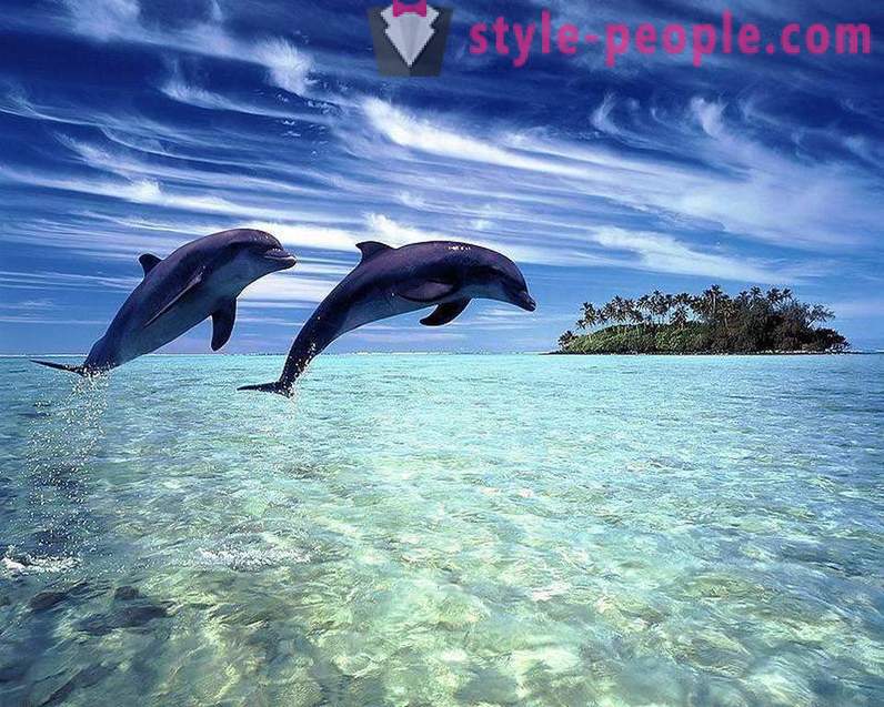 Utrolig om delfiner