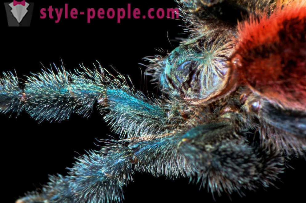 Nærbilde av edderkopp ben