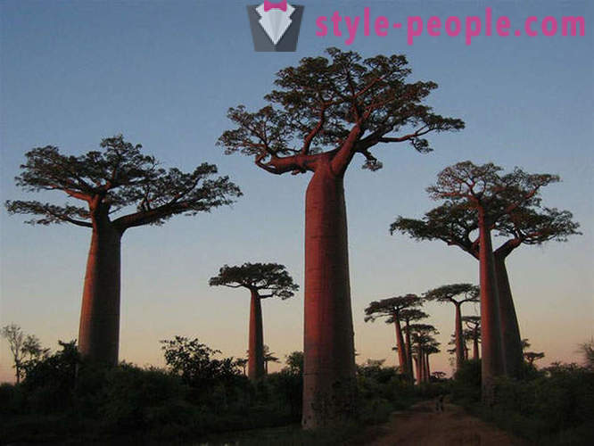 De mest imponerende trær i verden