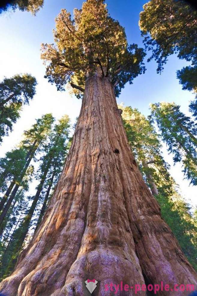 De mest imponerende trær i verden