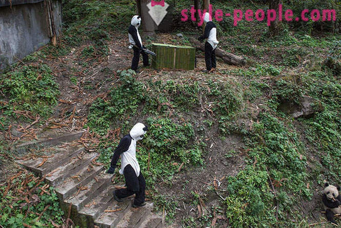 Hvordan å vokse gigantiske pandaer i Sichuan