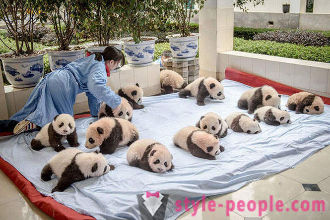 Hvordan å vokse gigantiske pandaer i Sichuan