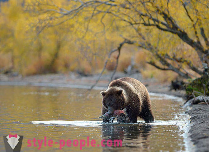 Kamchatka bjørn