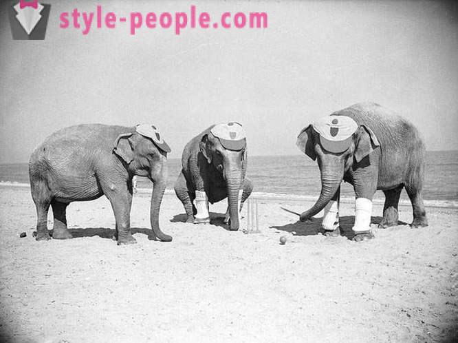 Uvanlige vintage bilder av dyr
