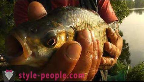 Fiske på Pakhra: bilder og vurderinger. fiskeplasser