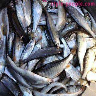 Fiske på Pakhra: bilder og vurderinger. fiskeplasser