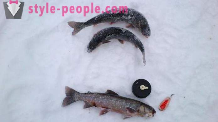 Fishers merk: ørretfiske i vinter