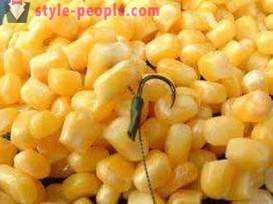 Fange karpe på mais. Fiske etter karpe